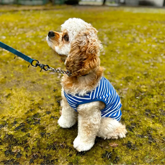 WIC.ドッグシャツ Small | Montbell Japan