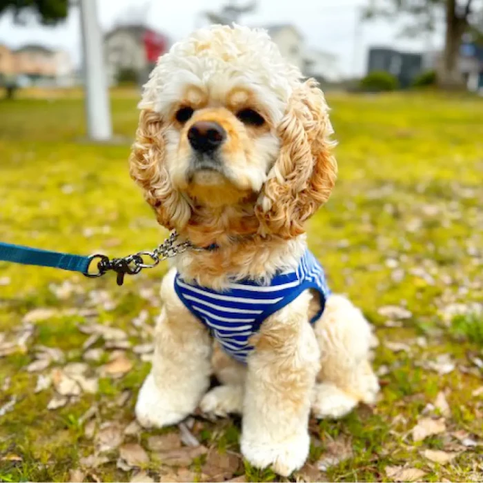 WIC.ドッグシャツ Small | Montbell Japan