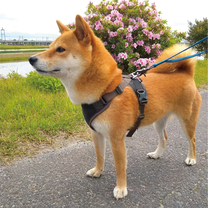 mont-bell 犬用ハーネス Sサイズ オレンジ/グレー メッシュ ドッグハーネス S | Montbell Europe