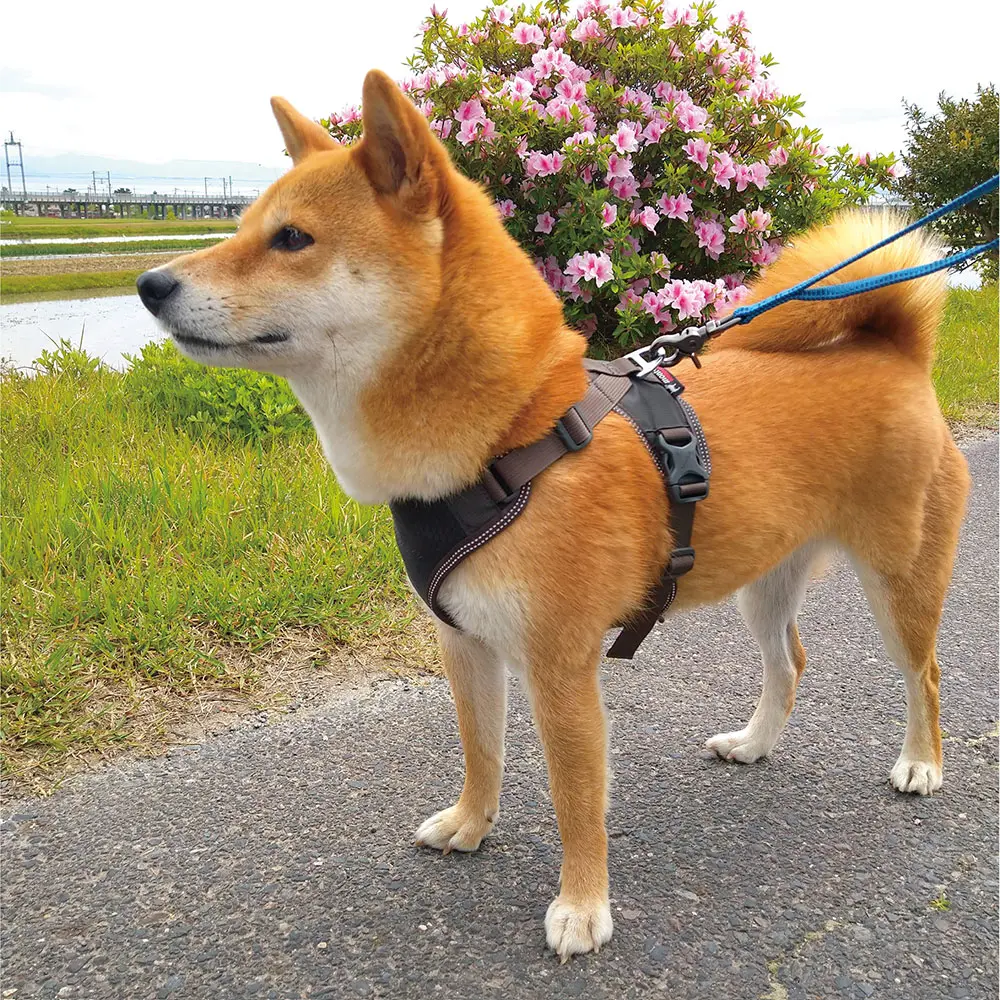 mont-bell 犬用ハーネス Sサイズ オレンジ/グレー メッシュ ドッグハーネス S | Montbell Japan